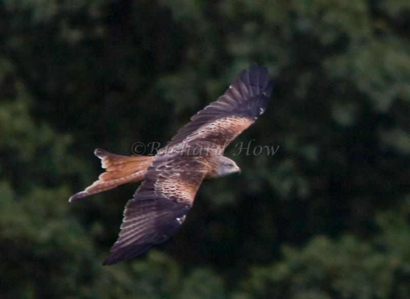 RedKite 29.jpg